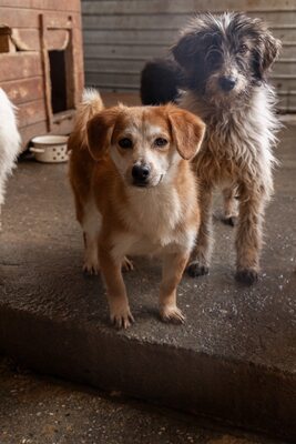 Macaroni – Der Nudel-Liebhaber sucht sein Zuhause! 🍝🐾, Mischling - Rüde