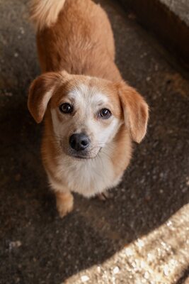Macaroni – Der Nudel-Liebhaber sucht sein Zuhause! 🍝🐾, Mischling - Rüde