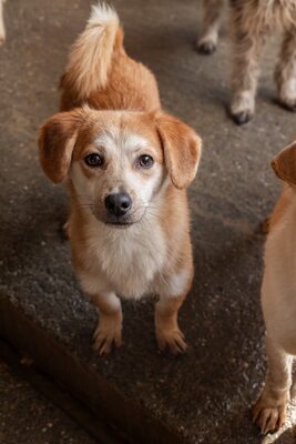 Macaroni – Der Nudel-Liebhaber sucht sein Zuhause! 🍝🐾, Mischling - Rüde