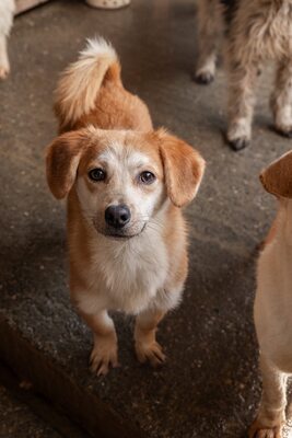 Macaroni – Der Nudel-Liebhaber sucht sein Zuhause! 🍝🐾, Mischling - Rüde