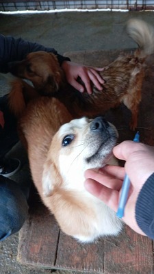 Macaroni – Der Nudel-Liebhaber sucht sein Zuhause! 🍝🐾, Mischling - Rüde