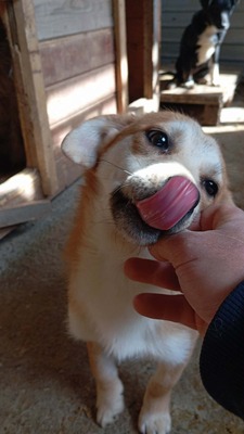 Macaroni – Der Nudel-Liebhaber sucht sein Zuhause! 🍝🐾, Mischling - Rüde