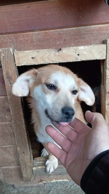 Macaroni – Der Nudel-Liebhaber sucht sein Zuhause! 🍝🐾, Mischling - Rüde