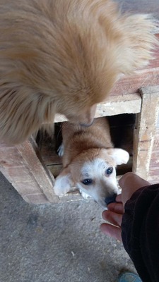 Macaroni – Der Nudel-Liebhaber sucht sein Zuhause! 🍝🐾, Mischling - Rüde