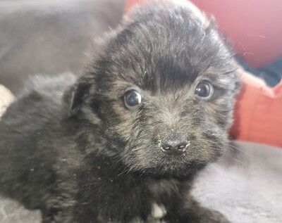 Maci, Welpen - Rüde