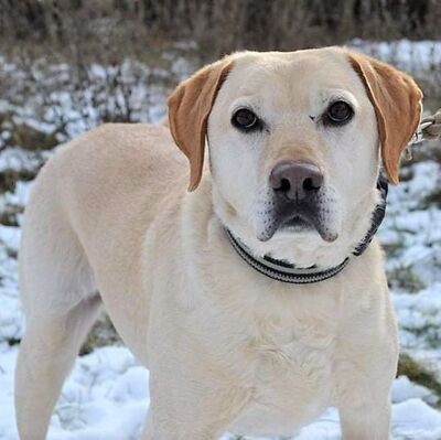 👍😍Maci möchte sein „Für Immer Zuhause“🌞😊, Labrador-Mischling - Rüde