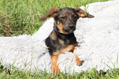 Macy, Mischling Welpen - Hündin