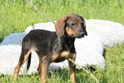 Macy, Mischling Welpen - Hündin