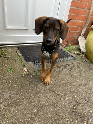 Macy, Mischling Welpen - Hündin
