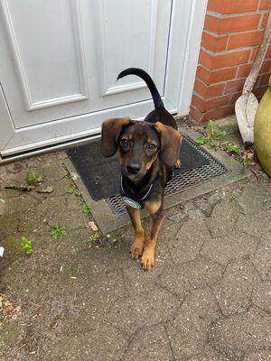 Macy, Mischling Welpen - Hündin
