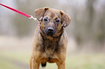 Maczi, Mischlingsrüde Welpen - Rüde