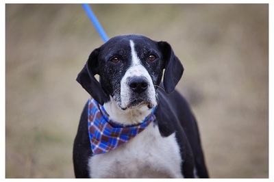 Maddy, Beagle Mix - Hündin