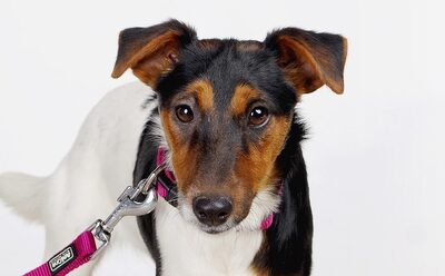 Madea, Terrier_mix Welpen - Hündin