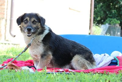 Madison, Mischling - Rüde