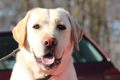 Madita, Mischling - Hündin