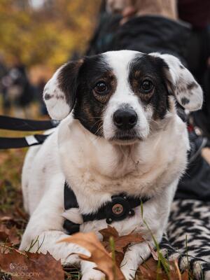 Madita, Mischling - Hündin