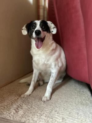 Madita, Mischling - Hündin