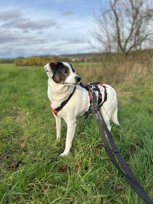 Madita, Mischling - Hündin