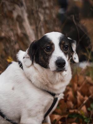 Madita, Mischling - Hündin