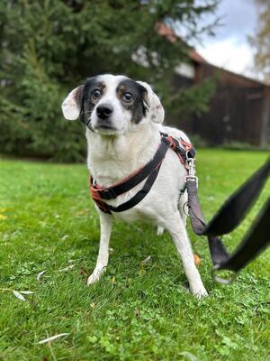 Madita, Mischling - Hündin