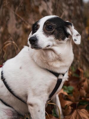 Madita, Mischling - Hündin