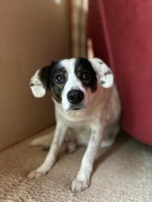 Madita, Mischling - Hündin