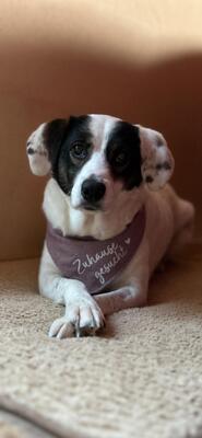 Madita, Mischling - Hündin