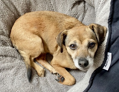 Madonna, Mix - Hündin