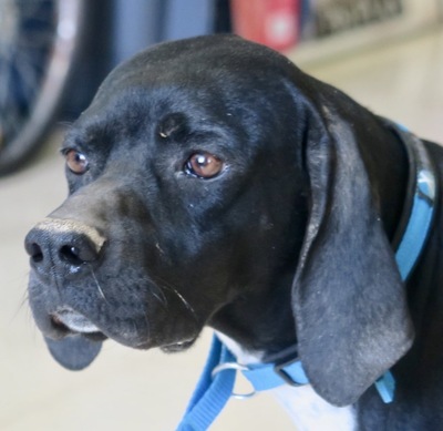 Madonna, Pointer Mix - Hündin