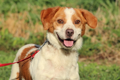 Mads, Mischling - Rüde