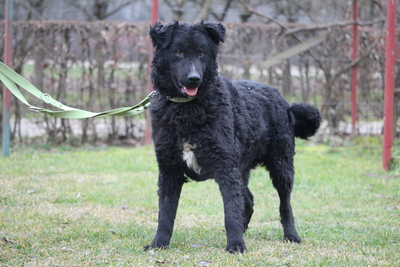 Mae, Mischling - Rüde