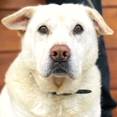 ❤️Maestro Shar-Pei Mischling ist wirklich ein einfacher Hund – ein warmes Bett und etwas Liebe, und er ist der glücklichste Hund💥, Shar-Pei Mischling - Rüde