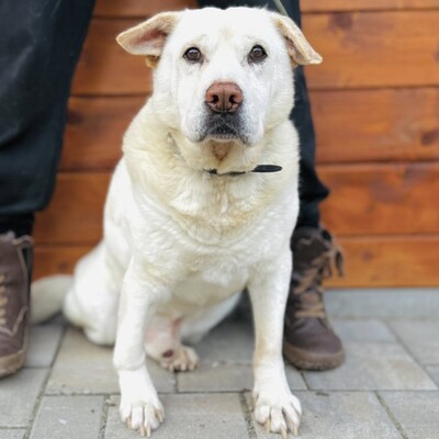 ❤️Maestro Shar-Pei Mischling ist wirklich ein einfacher Hund – ein warmes Bett und etwas Liebe, und er ist der glücklichste Hund💥, Shar-Pei Mischling - Rüde