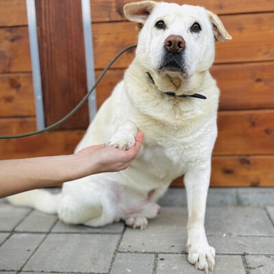 ❤️Maestro Shar-Pei Mischling ist wirklich ein einfacher Hund – ein warmes Bett und etwas Liebe, und er ist der glücklichste Hund💥, Shar-Pei Mischling - Rüde