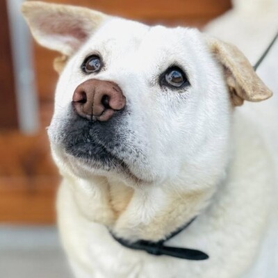 ❤️Maestro Shar-Pei Mischling ist wirklich ein einfacher Hund – ein warmes Bett und etwas Liebe, und er ist der glücklichste Hund💥, Shar-Pei Mischling - Rüde