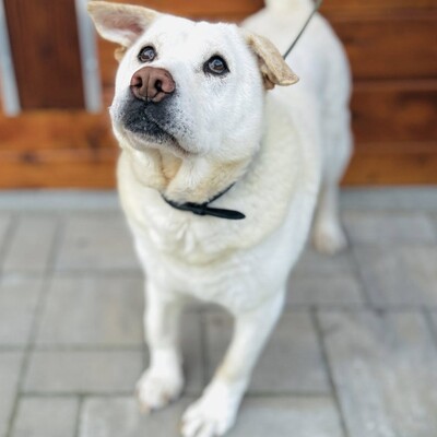 ❤️Maestro Shar-Pei Mischling ist wirklich ein einfacher Hund – ein warmes Bett und etwas Liebe, und er ist der glücklichste Hund💥, Shar-Pei Mischling - Rüde