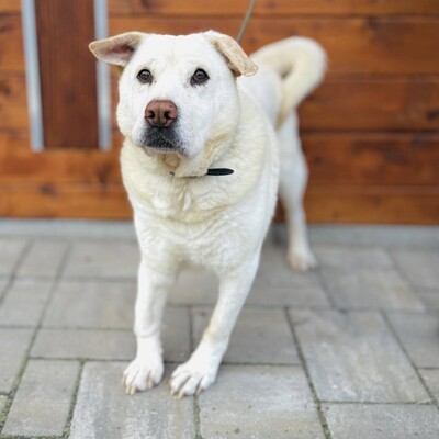 ❤️Maestro Shar-Pei Mischling ist wirklich ein einfacher Hund – ein warmes Bett und etwas Liebe, und er ist der glücklichste Hund💥, Shar-Pei Mischling - Rüde