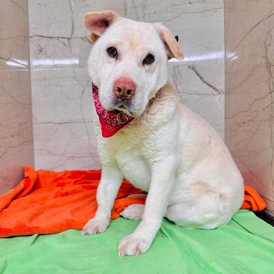 ❤️Maestro Shar-Pei Mischling ist wirklich ein einfacher Hund – ein warmes Bett und etwas Liebe, und er ist der glücklichste Hund💥, Shar-Pei Mischling - Rüde