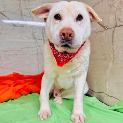 ❤️Maestro Shar-Pei Mischling ist wirklich ein einfacher Hund – ein warmes Bett und etwas Liebe, und er ist der glücklichste Hund💥, Shar-Pei Mischling - Rüde