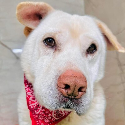 ❤️Maestro Shar-Pei Mischling ist wirklich ein einfacher Hund – ein warmes Bett und etwas Liebe, und er ist der glücklichste Hund💥, Shar-Pei Mischling - Rüde