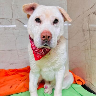 ❤️Maestro Shar-Pei Mischling ist wirklich ein einfacher Hund – ein warmes Bett und etwas Liebe, und er ist der glücklichste Hund💥, Shar-Pei Mischling - Rüde