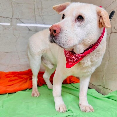 ❤️Maestro Shar-Pei Mischling ist wirklich ein einfacher Hund – ein warmes Bett und etwas Liebe, und er ist der glücklichste Hund💥, Shar-Pei Mischling - Rüde