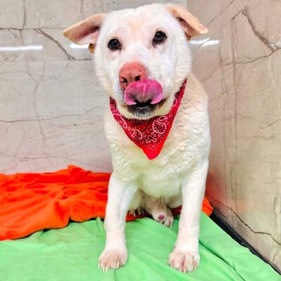 ❤️Maestro Shar-Pei Mischling ist wirklich ein einfacher Hund – ein warmes Bett und etwas Liebe, und er ist der glücklichste Hund💥, Shar-Pei Mischling - Rüde