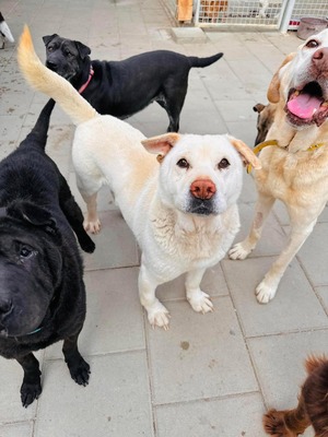 Maestro - lieb, verschmust, Sharpei - Rüde