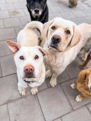 Maestro - lieb, verschmust, Sharpei - Rüde