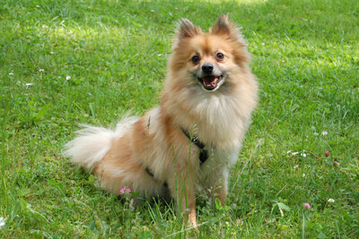 Mäxchen