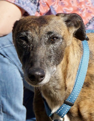 Maggie, Galgo Español - Hündin