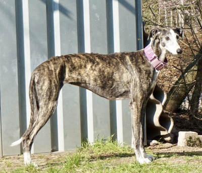 Maggie, Galgo Espanol - Hündin