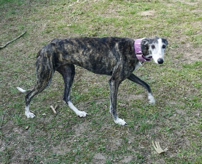Maggie, Galgo Espanol - Hündin