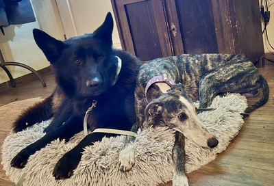 Maggie, Galgo Espanol - Hündin